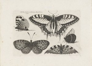Fünf Schmetterlinge, Insekten (Serientitel) von Wenceslaus Hollar