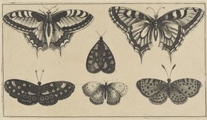 Fünf Schmetterlinge und eine Motte von Wenceslaus Hollar
