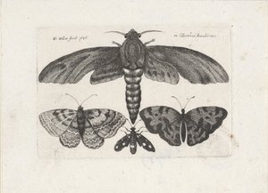 Schmetterlinge und eine Motte