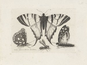 Schmetterlinge und eine Wespe von Wenceslaus Hollar