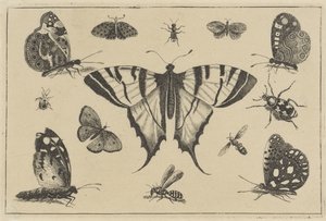 Schmetterlinge, Wespe und andere Insekten von Wenceslaus Hollar