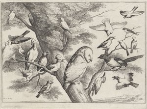 Vögel in einem Baum von Wenceslaus Hollar