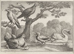 Schwan, Huhn mit Küken und andere Vögel von Wenceslaus Hollar