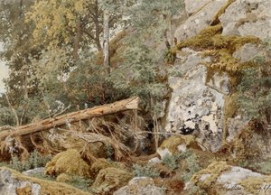 Moosiger Felsen im Wald von Werner Holmberg