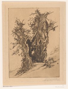 Hohle Baum bei Seelisberg in der Schweiz