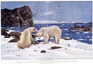 Arktischer Eisozean mit zwei Eisbären, Walrossen und Vögeln (Möwen, Alken und Narren). Basierend auf einem Aquarell von W. Kuhnert.