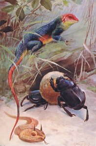 Agama, Hornviper und Heiliger Käfer, Illustration aus Wildlife of the World, ca. 1910 von Wilhelm Kuhnert