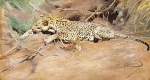 Ein Leopard von Wilhelm Kuhnert