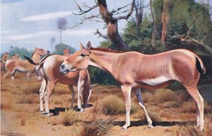 Asiatischer Wildesel, aus Die Tierwelt der Welt, veröffentlicht von Frederick Warne & Co, ca. 1900 von Wilhelm Kuhnert