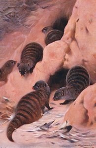 Bindenmungo, Illustration aus Wildlife of the World, ca. 1910