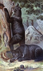 Braunbären