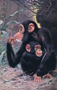 Schimpanse, Illustration aus Wildlife of the World, ca. 1910 von Wilhelm Kuhnert