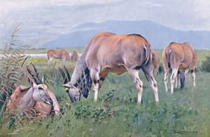 Eland, Illustration aus Wildlife of the World, ca. 1910 von Wilhelm Kuhnert