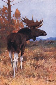 Elch oder Elch, aus Die Tierwelt der Welt, veröffentlicht von Frederick Warne & Co, ca. 1900 von Wilhelm Kuhnert