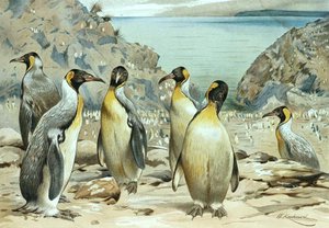 Kaiserpinguin, Tafel aus "Brehms Tierleben: Allgemeine Kunde des Tierreichs", Bd. 6, S. 170, veröffentlicht vom Bibliographischen Institut von Wilhelm Kuhnert
