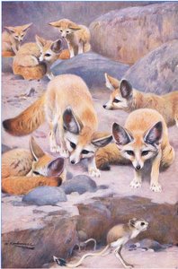 Fennek und Springmaus, Illustration aus Wildlife of the World, ca. 1910