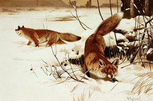 Fuchs, Tafel aus "Brehms Tierleben: Allgemeine Kunde des Tierreichs", Bd.2, S.174, veröffentlicht vom Bibliographischen Institut