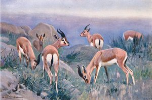 Gazelle, aus Die Tierwelt der Welt, veröffentlicht von Frederick Warne & Co, ca. 1900 von Wilhelm Kuhnert