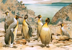 Riesenpinguine von Wilhelm Kuhnert