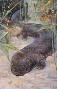 Riesensalamander, aus Die Tierwelt der Welt, veröffentlicht von Frederick Warne & Co, ca. 1900 von Wilhelm Kuhnert