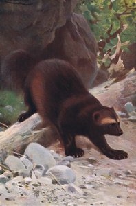 Vielfraß, aus Die Tierwelt der Welt, veröffentlicht von Frederick Warne & Co, ca. 1900 von Wilhelm Kuhnert