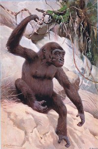 Gorilla, Illustration aus Wildlife of the World, ca. 1910 von Wilhelm Kuhnert