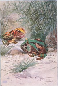 Hornfrosch, aus Die Tierwelt der Welt, veröffentlicht von Frederick Warne & Co, ca. 1900