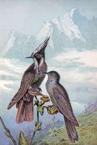Kolibrimaske, ca. 1910 (Illustration) von Wilhelm Kuhnert
