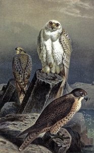 Jagdfalke, ca. 1910