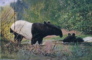 Indischer Tapir, aus Die Tierwelt der Welt, veröffentlicht von Frederick Warne & Co, ca. 1900 von Wilhelm Kuhnert
