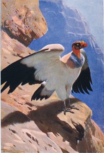 Königsgeier, aus Die Tierwelt der Welt, veröffentlicht von Frederick Warne & Co, ca. 1900 von Wilhelm Kuhnert