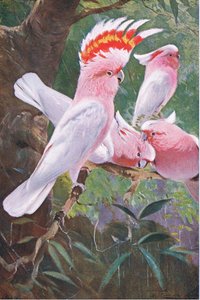 Leadbeaters Kakadu, Illustration aus Wildlife of the World, ca. 1910