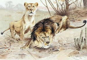 Löwe, Tafel aus "Brehms Tierleben: Allgemeine Kunde des Tierreichs", Bd.1, S.453, veröffentlicht vom Bibliographischen Institut