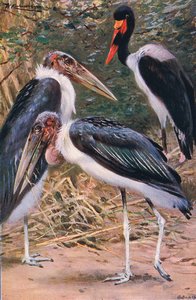 Marabu und Jabiru, Illustration aus Wildlife of the World, ca. 1910