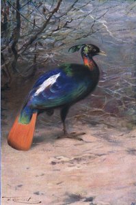 Monal, aus Die Tierwelt der Welt, veröffentlicht von Frederick Warne & Co, ca. 1900