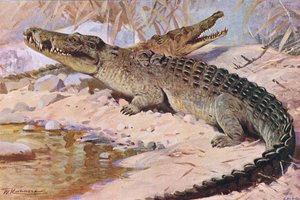 Nilkrokodil, Illustration aus Wildlife of the World, ca. 1910