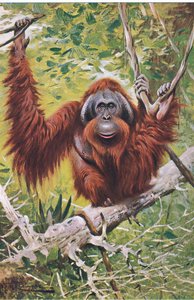 Orang-Utan, aus Die Tierwelt der Welt, veröffentlicht von Frederick Warne & Co, ca. 1900