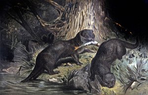 Otter