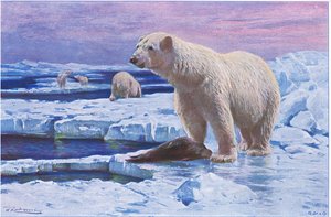 Eisbär, aus Die Tierwelt der Welt, veröffentlicht von Frederick Warne & Co, ca. 1900 von Wilhelm Kuhnert