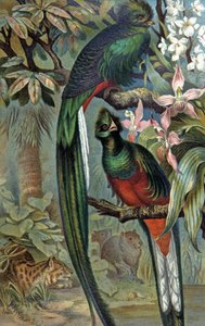 Quetzal prächtig, ca. 1910 von Wilhelm Kuhnert