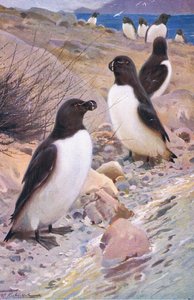 Tordalk, aus Die Tierwelt der Welt, veröffentlicht von Frederick Warne & Co, ca. 1900