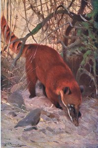Roter Nasenbär, aus Die Tierwelt der Welt, veröffentlicht von Frederick Warne & Co, ca. 1900 von Wilhelm Kuhnert