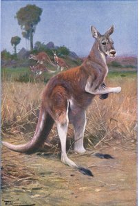 Roter Känguru, Illustration aus Wildlife of the World, ca. 1910