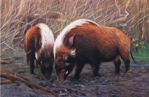 Flussschwein, Illustration aus Wildlife of the World, ca. 1910 von Wilhelm Kuhnert