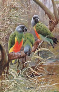 Senegalpapagei, Illustration aus Wildlife of the World, ca. 1910