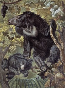 Faultierbär