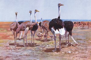Somali-Strauß, Illustration aus Wildlife of the World, ca. 1910