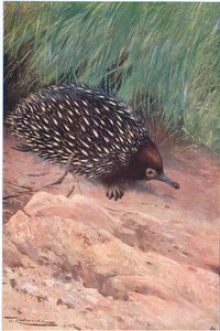 Ameisenigel, Illustration aus Wildlife of the World, ca. 1910 von Wilhelm Kuhnert