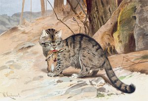 Wildkatze, Platte aus "Brehms Tierleben: Allgemeine Kunde des Tierreichs", Bd.1, S.418, veröffentlicht vom Bibliographischen Institut