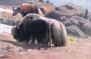 Yak, aus Die Tierwelt der Welt, veröffentlicht von Frederick Warne & Co, ca. 1900 von Wilhelm Kuhnert